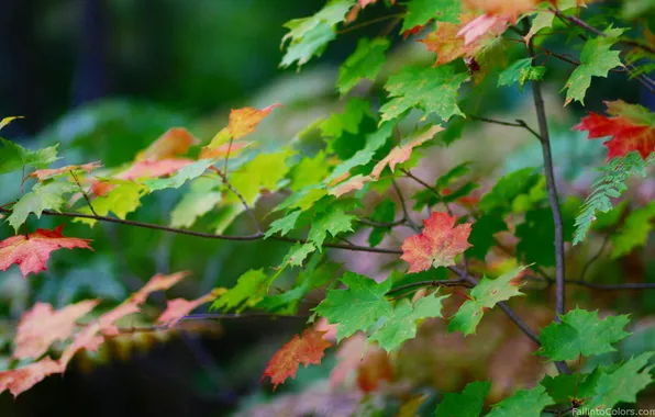 Picture autumn, maple, macro. leaves