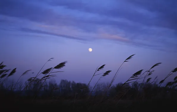 Field, purple, the sky, clouds, nature, the reeds, the moon, color