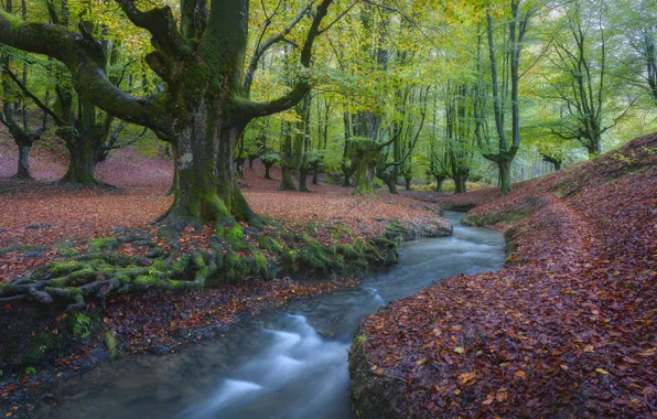 Autumn, forest, trees, stream, river, Spain, Spain, fallen leaves