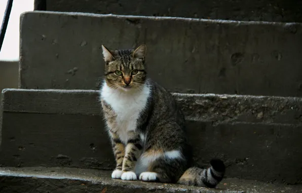 Cat, cat, look, face, fluffy, cat