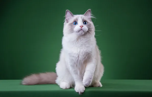 Cat, white, cat, look, pose, kitty, legs, muzzle