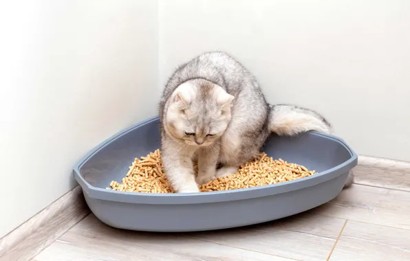 Cat, cat, tray