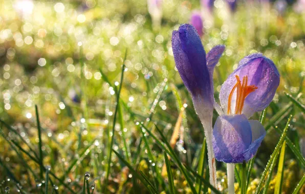 Picture light, crocuses, lilac, bokeh