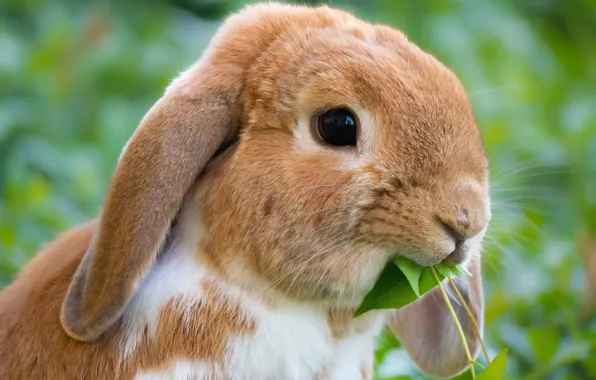 Look, leaves, leaf, portrait, rabbit, fold, red, face