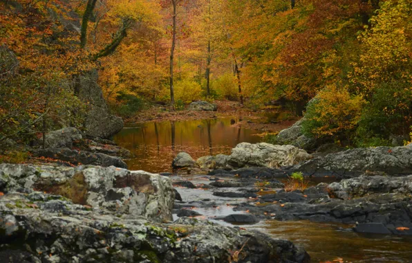 Autumn, forest, trees, river, Arkansas, Arkansas, National wildlife refuge Ouachita, Ouachita National Forest