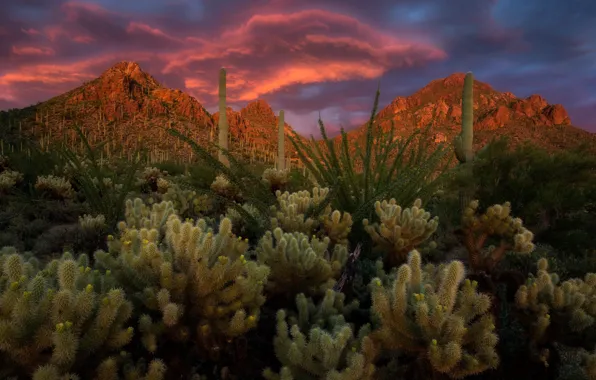 Picture landscape, sunset, mountains, clouds, nature, AZ, cacti, USA