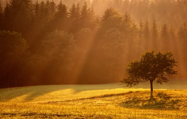 Picture light, trees, glade