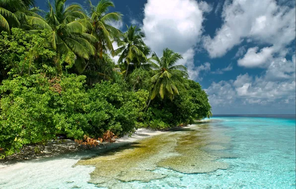 Sea, the sky, water, transparency, nature, palm trees, the Maldives, the bushes