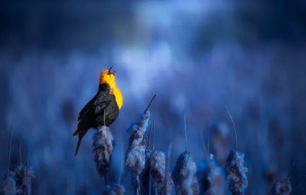 Picture nature, bird, morning, grass