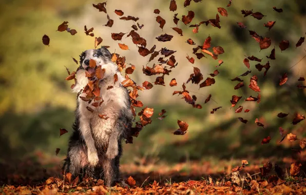 Autumn, leaves, each, dog