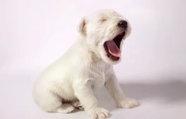 Background, dog, puppy