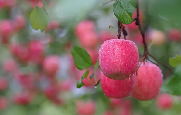 Leaves, apples, branch, fruit, after the rain, pink, water drops