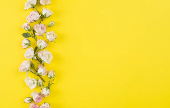 Yellow, background, roses, buds, decor