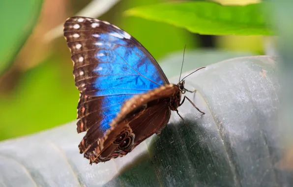 Leaves, microsemi, butterfly, wings, insect, beautiful, closeup