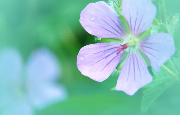 Picture flower, sheet, Wallpaper, petals