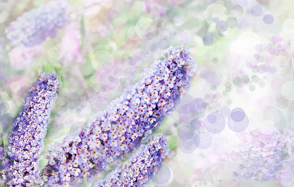 Flowers, bokeh, inflorescence