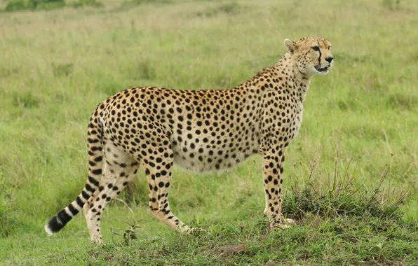 Picture cat, grass, Cheetah