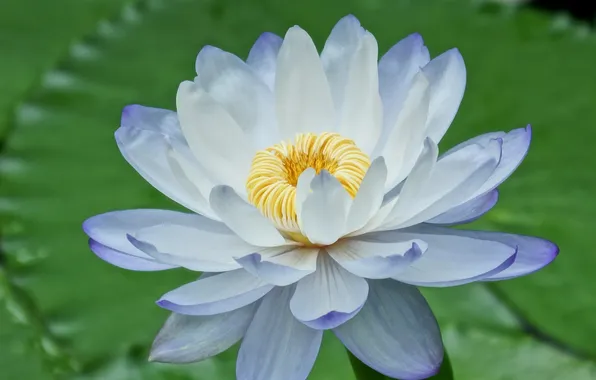 Picture flower, Lily, petals, blue, water