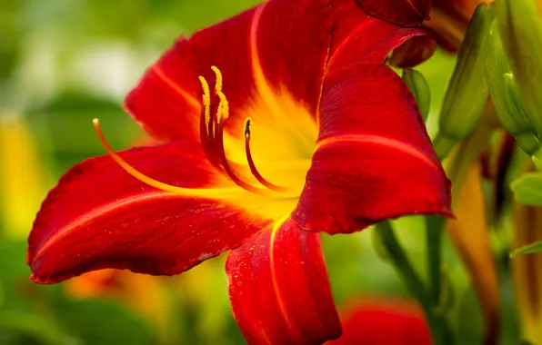 Picture macro, Lily, petals