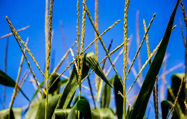Field, the sky, leaves, corn