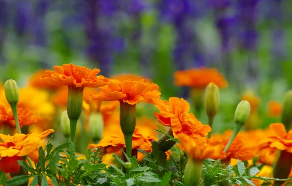 Macro, background, buds, marigolds