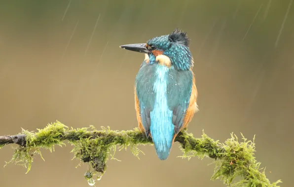 Drops, background, rain, bird, moss, wings, branch, back