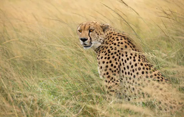 Grass, Cheetah, wild cat
