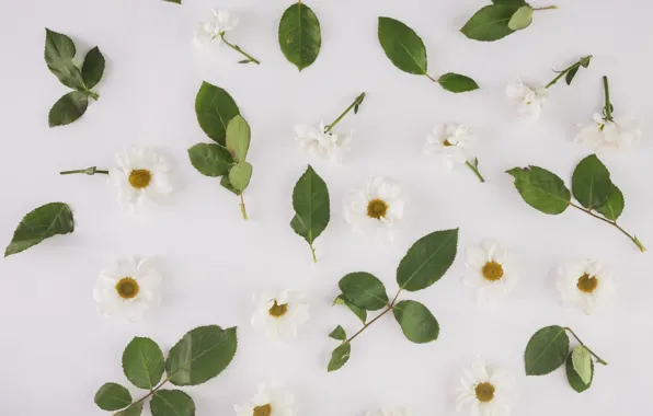 Leaves, background, Chrysanthemum