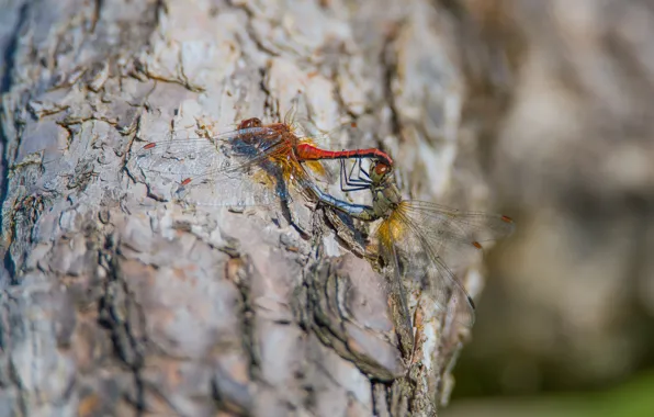 Tree, bark, dragonflies, mate