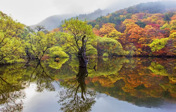 Autumn, lake, forrest