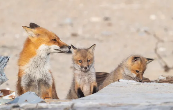 Nature, pose, Board, Fox, Fox, face, mother, Fox