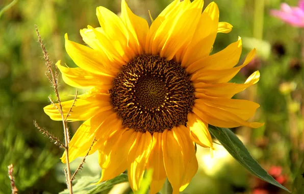Greens, flower, summer, close-up, yellow, sunflower, bright, sunflower