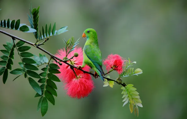 Flowers, branches, parrot, wildlife