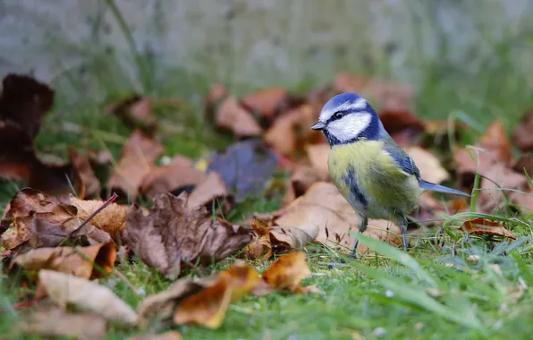 Autumn, bird, foliage, tit
