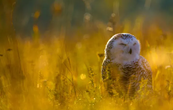 Picture white, nature, owl, bird, glade, yellow background, Arctic, snowy owl