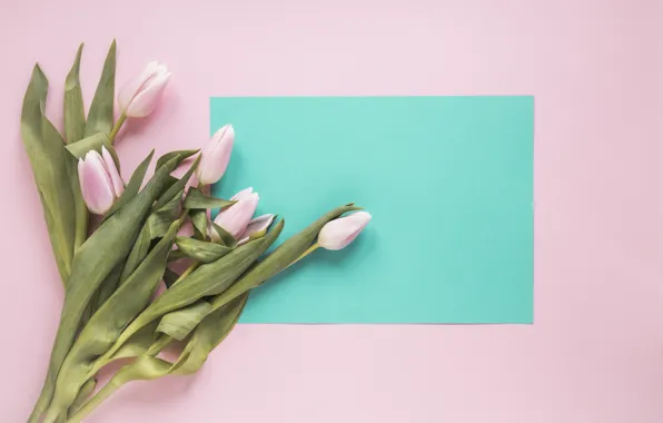 Background, pink, bouquet, Pink, tulips, Tulips