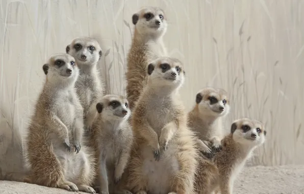 Meerkats, posing, family