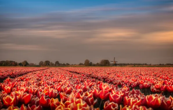 Picture field, flowers, spring, mill, tulips, red, Holland, plantation