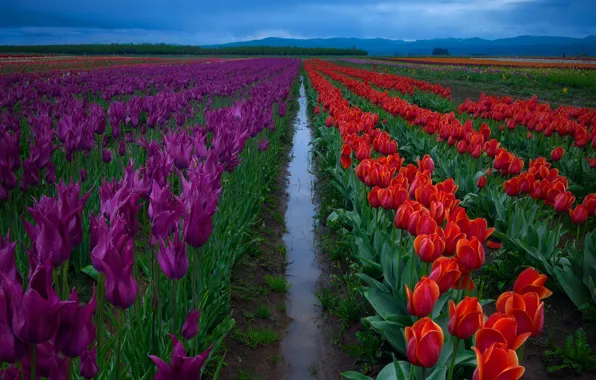 Field, the sky, water, flowers, purple, after the rain, tulips, red