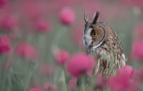 Flowers, owl, bird, bokeh, Long-eared owl