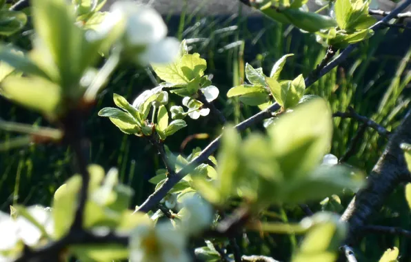 Greens, Spring, May, Heat, Comfort, Joy, Drain, The sun