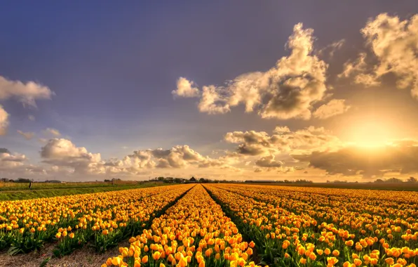 Field, the sky, the sun, clouds, rays, light, sunset, flowers