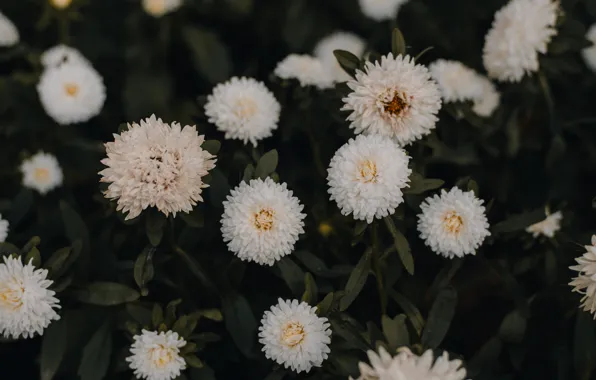 Leaves, flowers, the dark background, garden, white, autumn, asters, Terry