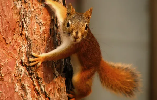 Picture tree, protein, red, bark