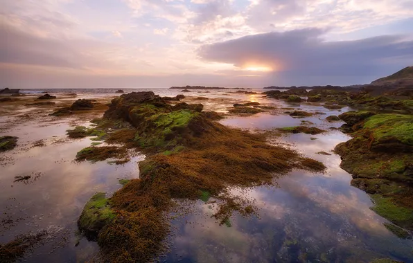 Sea, algae, sunset, reflection, stones, moss, the evening