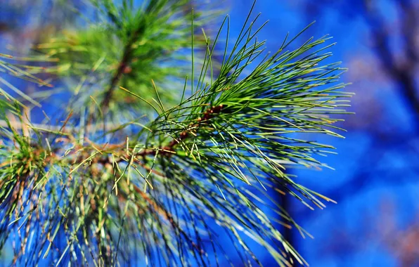 The sky, needles, nature, branch, pine