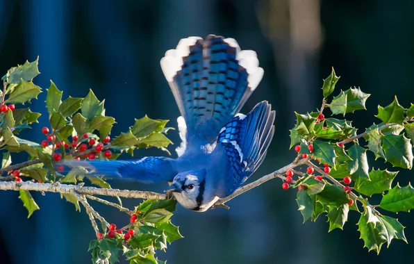 Picture leaves, berries, bird, wings, branch, tail