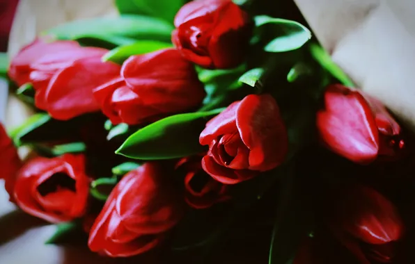 Flowers, petals, tulips, red
