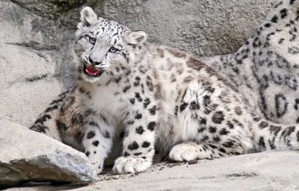 Leopard, kitty, Pussy