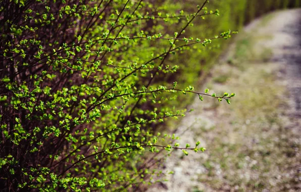 Nature, Bush, Green, The bushes, Nature, Green, Macro, Flora